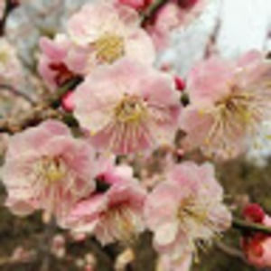 Meet your Posher, Von